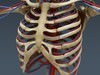 Human Female Anatomy - Body, Muscles, Skeleton, Internal Organs and Lymphatic 3D Model .max .obj .3ds .fbx .lwo .lw .lws .c4d