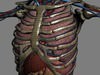 Human Female Anatomy - Body, Muscles, Skeleton, Internal Organs and Lymphatic 3D Model .max .obj .3ds .fbx .lwo .lw .lws .c4d