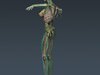 Human Female Anatomy - Body, Muscles, Skeleton, Internal Organs and Lymphatic 3D Model .max .obj .3ds .fbx .lwo .lw .lws .c4d