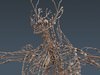 Human Female Anatomy - Body, Muscles, Skeleton, Internal Organs and Lymphatic 3D Model .max .obj .3ds .fbx .lwo .lw .lws .c4d