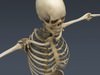 Human Female Anatomy - Body, Muscles, Skeleton, Internal Organs and Lymphatic 3D Model .max .obj .3ds .fbx .lwo .lw .lws .c4d