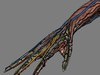 Human Female Anatomy - Body, Muscles, Skeleton, Internal Organs and Lymphatic 3D Model .max .obj .3ds .fbx .lwo .lw .lws .c4d