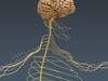 Human Female Anatomy - Body, Muscles, Skeleton, Internal Organs and Lymphatic 3D Model .max .obj .3ds .fbx .lwo .lw .lws .c4d