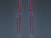 Human Female Anatomy - Body, Muscles, Skeleton, Internal Organs and Lymphatic 3D Model .max .obj .3ds .fbx .lwo .lw .lws .c4d