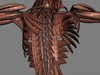Human Female Anatomy - Body, Muscles, Skeleton, Internal Organs and Lymphatic 3D Model .max .obj .3ds .fbx .lwo .lw .lws .c4d