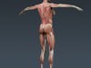 Human Female Anatomy - Body, Muscles, Skeleton, Internal Organs and Lymphatic 3D Model .max .obj .3ds .fbx .lwo .lw .lws .c4d