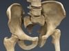 Human Female Anatomy - Body, Muscles, Skeleton, Internal Organs and Lymphatic 3D Model .max .obj .3ds .fbx .lwo .lw .lws .c4d