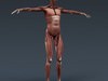 Human Female Anatomy - Body, Muscles, Skeleton, Internal Organs and Lymphatic 3D Model .max .obj .3ds .fbx .lwo .lw .lws .c4d