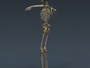 Human Female Anatomy - Body, Muscles, Skeleton, Internal Organs and Lymphatic 3D Model .max .obj .3ds .fbx .lwo .lw .lws .c4d