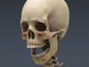 Human Female Anatomy - Body, Muscles, Skeleton, Internal Organs and Lymphatic 3D Model .max .obj .3ds .fbx .lwo .lw .lws .c4d