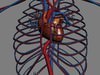 Human Female Anatomy - Body, Muscles, Skeleton, Internal Organs and Lymphatic 3D Model .max .obj .3ds .fbx .lwo .lw .lws .c4d
