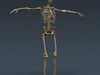 Human Female Anatomy - Body, Muscles, Skeleton, Internal Organs and Lymphatic 3D Model .max .obj .3ds .fbx .lwo .lw .lws .c4d