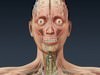 Human Female Anatomy - Body, Muscles, Skeleton, Internal Organs and Lymphatic 3D Model .max .obj .3ds .fbx .lwo .lw .lws .c4d