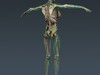 Human Female Anatomy - Body, Muscles, Skeleton, Internal Organs and Lymphatic 3D Model .max .obj .3ds .fbx .lwo .lw .lws .c4d