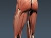 Human Female Anatomy - Body, Muscles, Skeleton, Internal Organs and Lymphatic 3D Model .max .obj .3ds .fbx .lwo .lw .lws .c4d