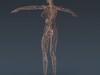 Human Female Anatomy - Body, Muscles, Skeleton, Internal Organs and Lymphatic 3D Model .max .obj .3ds .fbx .lwo .lw .lws .c4d