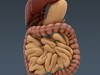 Human Female Anatomy - Body, Muscles, Skeleton, Internal Organs and Lymphatic 3D Model .max .obj .3ds .fbx .lwo .lw .lws .c4d