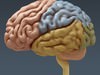 Human Female Anatomy - Body, Muscles, Skeleton, Internal Organs and Lymphatic 3D Model .max .obj .3ds .fbx .lwo .lw .lws .c4d