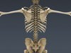 Human Female Anatomy - Body, Muscles, Skeleton, Internal Organs and Lymphatic 3D Model .max .obj .3ds .fbx .lwo .lw .lws .c4d