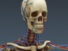 Human Female Anatomy - Body, Muscles, Skeleton, Internal Organs and Lymphatic 3D Model .max .obj .3ds .fbx .lwo .lw .lws .c4d