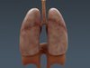 Human Female Anatomy - Body, Muscles, Skeleton, Internal Organs and Lymphatic 3D Model .max .obj .3ds .fbx .lwo .lw .lws .c4d