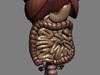 Human Female Anatomy - Body, Muscles, Skeleton, Internal Organs and Lymphatic 3D Model .max .obj .3ds .fbx .lwo .lw .lws .c4d