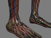 Human Female Anatomy - Body, Muscles, Skeleton, Internal Organs and Lymphatic 3D Model .max .obj .3ds .fbx .lwo .lw .lws .c4d