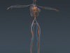 Human Female Anatomy - Body, Muscles, Skeleton, Internal Organs and Lymphatic 3D Model .max .obj .3ds .fbx .lwo .lw .lws .c4d