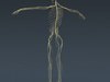Human Female Anatomy - Body, Muscles, Skeleton, Internal Organs and Lymphatic 3D Model .max .obj .3ds .fbx .lwo .lw .lws .c4d