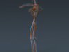 Human Female Anatomy - Body, Muscles, Skeleton, Internal Organs and Lymphatic 3D Model .max .obj .3ds .fbx .lwo .lw .lws .c4d
