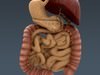 Human Female Anatomy - Body, Muscles, Skeleton, Internal Organs and Lymphatic 3D Model .max .obj .3ds .fbx .lwo .lw .lws .c4d