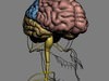 Human Female Anatomy - Body, Muscles, Skeleton, Internal Organs and Lymphatic 3D Model .max .obj .3ds .fbx .lwo .lw .lws .c4d