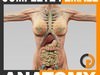 Human Female Anatomy - Body, Muscles, Skeleton, Internal Organs and Lymphatic 3D Model .max .obj .3ds .fbx .lwo .lw .lws .c4d