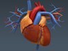 Human Female Anatomy - Body, Muscles, Skeleton, Internal Organs and Lymphatic 3D Model .max .obj .3ds .fbx .lwo .lw .lws .c4d