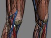 Human Female Anatomy - Body, Muscles, Skeleton, Internal Organs and Lymphatic 3D Model .max .obj .3ds .fbx .lwo .lw .lws .c4d