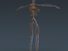 Human Female Anatomy - Body, Muscles, Skeleton, Internal Organs and Lymphatic 3D Model .max .obj .3ds .fbx .lwo .lw .lws .c4d