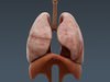 Human Female Anatomy - Body, Muscles, Skeleton, Internal Organs and Lymphatic 3D Model .max .obj .3ds .fbx .lwo .lw .lws .c4d