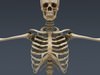 Human Female Anatomy - Body, Muscles, Skeleton, Internal Organs and Lymphatic 3D Model .max .obj .3ds .fbx .lwo .lw .lws .c4d