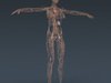 Human Female Anatomy - Body, Muscles, Skeleton, Internal Organs and Lymphatic 3D Model .max .obj .3ds .fbx .lwo .lw .lws .c4d