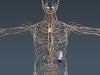 Human Female Anatomy - Body, Muscles, Skeleton, Internal Organs and Lymphatic 3D Model .max .obj .3ds .fbx .lwo .lw .lws .c4d