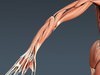 Human Female Anatomy - Body, Muscles, Skeleton, Internal Organs and Lymphatic 3D Model .max .obj .3ds .fbx .lwo .lw .lws .c4d