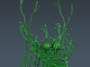 Human Female Anatomy - Body, Muscles, Skeleton, Internal Organs and Lymphatic 3D Model .max .obj .3ds .fbx .lwo .lw .lws .c4d