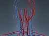 Human Female Anatomy - Body, Muscles, Skeleton, Internal Organs and Lymphatic 3D Model .max .obj .3ds .fbx .lwo .lw .lws .c4d