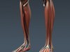 Human Female Anatomy - Body, Muscles, Skeleton, Internal Organs and Lymphatic 3D Model .max .obj .3ds .fbx .lwo .lw .lws .c4d