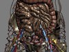 Human Female Anatomy - Body, Muscles, Skeleton, Internal Organs and Lymphatic 3D Model .max .obj .3ds .fbx .lwo .lw .lws .c4d