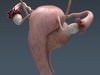 Human Female Anatomy - Body, Muscles, Skeleton, Internal Organs and Lymphatic 3D Model .max .obj .3ds .fbx .lwo .lw .lws .c4d