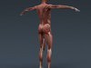 Human Female Anatomy - Body, Muscles, Skeleton, Internal Organs and Lymphatic 3D Model .max .obj .3ds .fbx .lwo .lw .lws .c4d