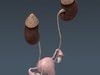 Human Female Anatomy - Body, Muscles, Skeleton, Internal Organs and Lymphatic 3D Model .max .obj .3ds .fbx .lwo .lw .lws .c4d