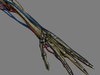 Human Female Anatomy - Body, Muscles, Skeleton, Internal Organs and Lymphatic 3D Model .max .obj .3ds .fbx .lwo .lw .lws .c4d
