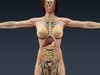 Human Female Anatomy - Body, Muscles, Skeleton, Internal Organs and Lymphatic 3D Model .max .obj .3ds .fbx .lwo .lw .lws .c4d